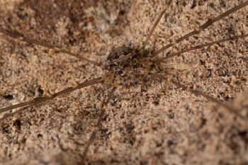 Media type: image;   Invertebrate Zoology 151588